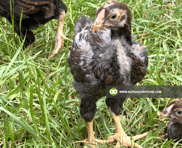 Buy Wyandotte Chicken for Sale from Alpha Agventure Farms