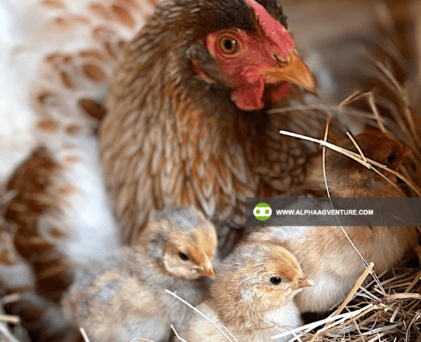 Buy Wyandotte Chicken for Sale from Alpha Agventure Farms