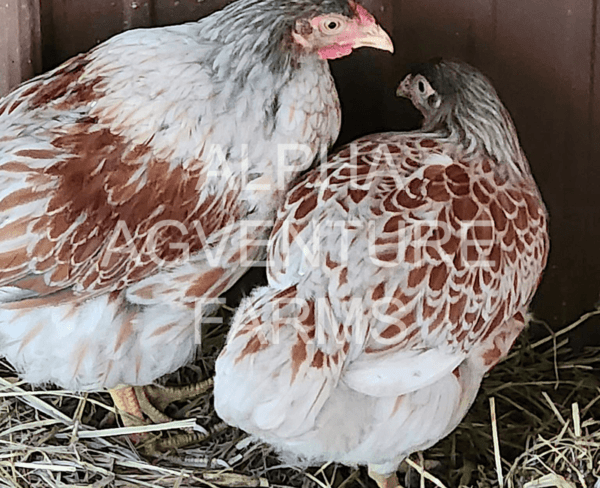 Buy Wyandotte Chickens from Alpha Agventure Farms