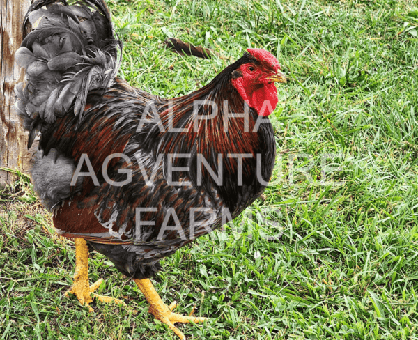 Buy Wyandotte Chickens from Alpha Agventure Farms