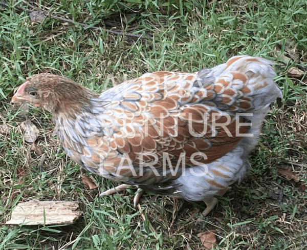 Buy Wyandotte Chickens from Alpha Agventure Farms