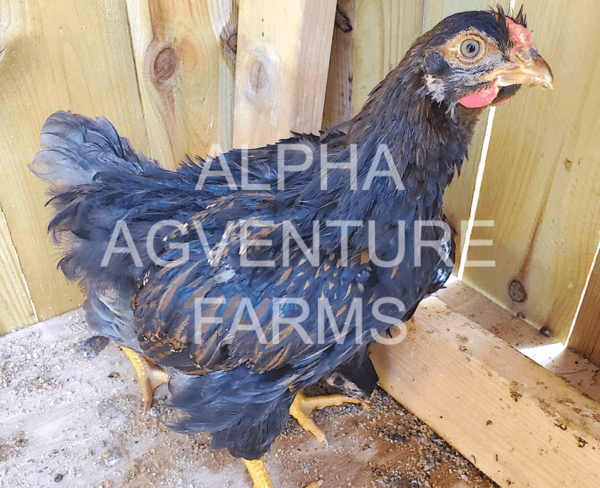 Buy Wyandotte Chickens from Alpha Agventure Farms