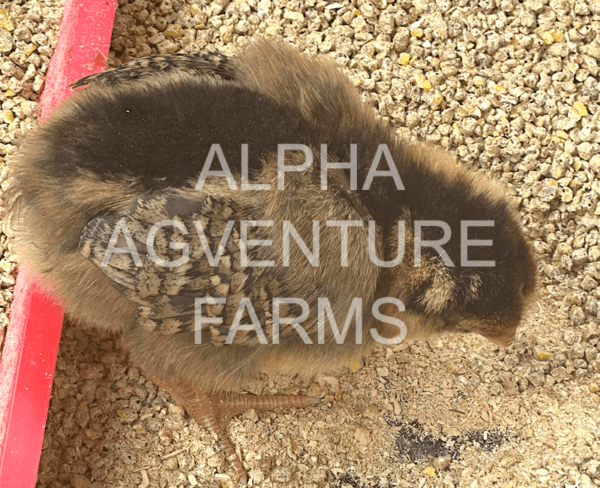 Buy Wyandotte Chickens from Alpha Agventure Farms