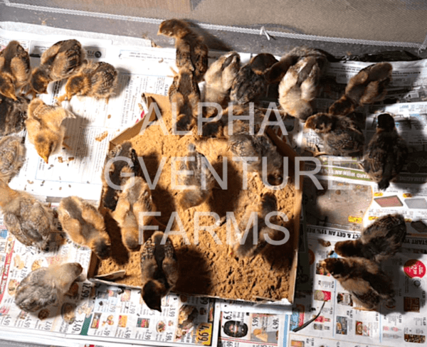 Buy Wyandotte Chickens from Alpha Agventure Farms