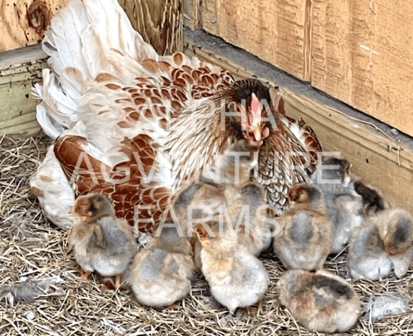 Buy Wyandotte Chickens from Alpha Agventure Farms