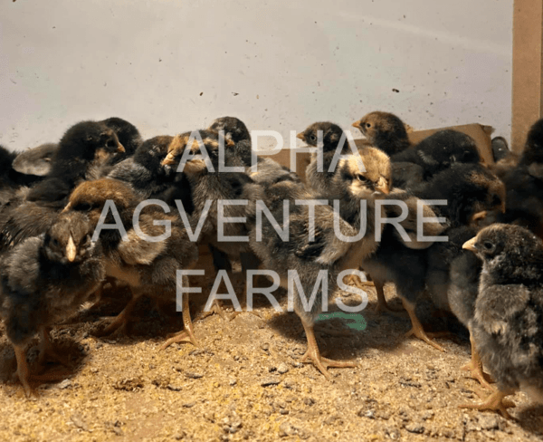 Buy Wyandotte Chickens from Alpha Agventure Farms