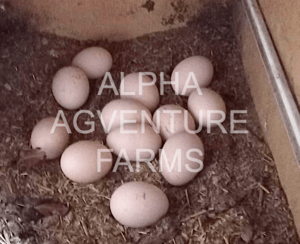 Buy Wyandotte Chickens from Alpha Agventure Farms