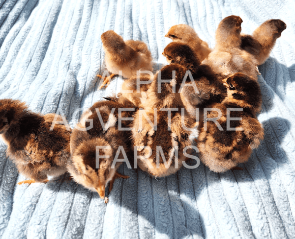 Buy Wyandotte Chickens from Alpha Agventure Farms