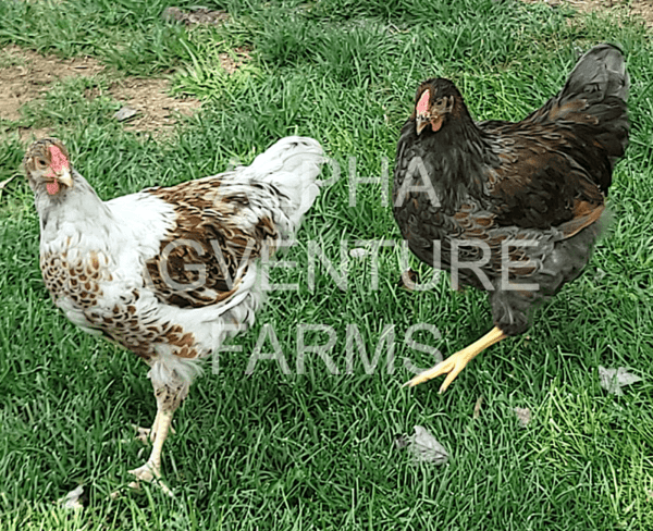 Buy Wyandotte Chickens from Alpha Agventure Farms