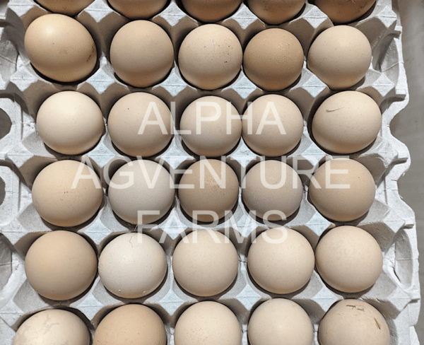 Buy Wyandotte Chickens from Alpha Agventure Farms