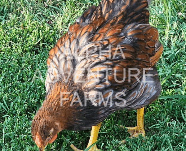 Buy Wyandotte Chickens from Alpha Agventure Farms