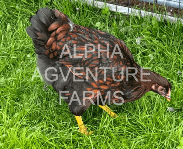 Buy Wyandotte Chickens from Alpha Agventure Farms