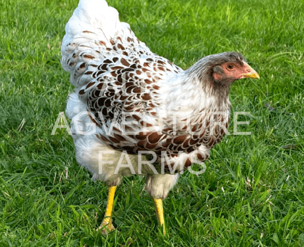 Buy Wyandotte Chickens from Alpha Agventure Farms