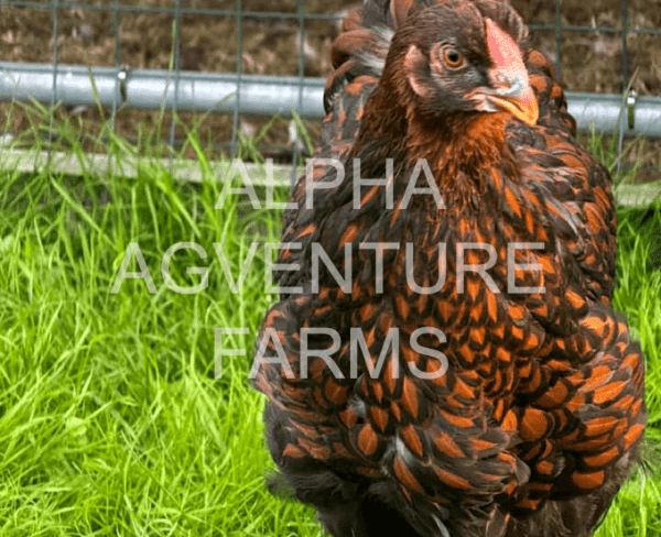 Buy Wyandotte Chickens from Alpha Agventure Farms