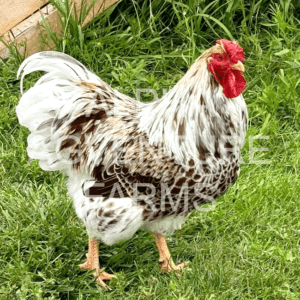 Buy Wyandotte Chickens from Alpha Agventure Farms