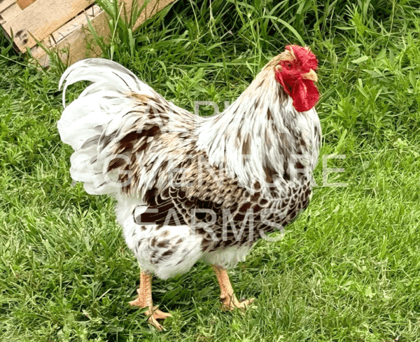 Buy Wyandotte Chickens from Alpha Agventure Farms