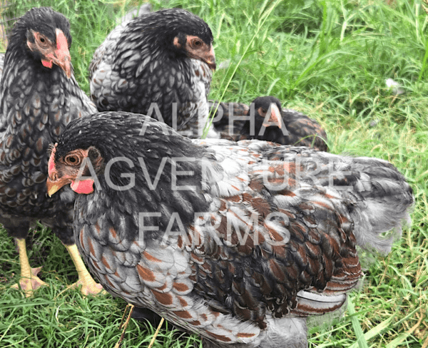 Buy Wyandotte Chickens from Alpha Agventure Farms