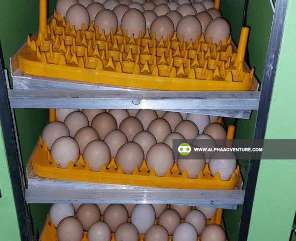 Buy an Egg Incubator for Sale from Alpha Agventure Farms