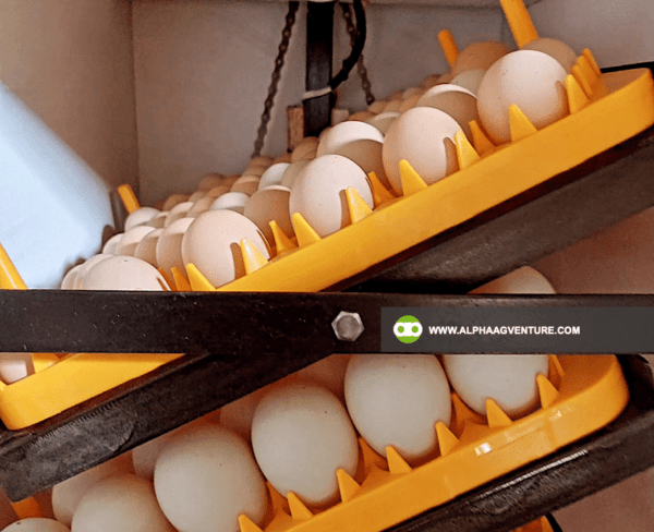 Buy an Egg Incubator for Sale from Alpha Agventure Farms