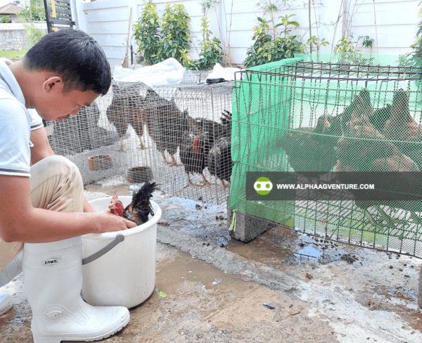 Hire a Chicken Farm Consultant from Alpha Agventure Farms