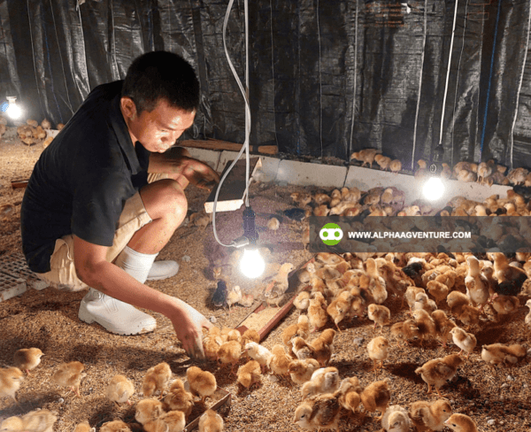 Hire a Chicken Farm Consultant from Alpha Agventure Farms