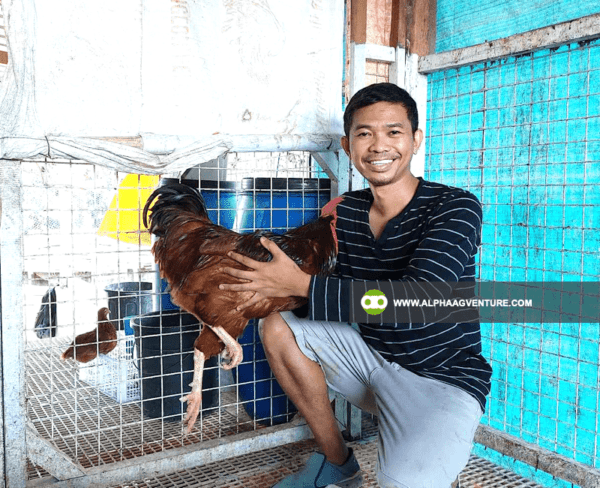 Hire a Chicken Farm Consultant from Alpha Agventure Farms