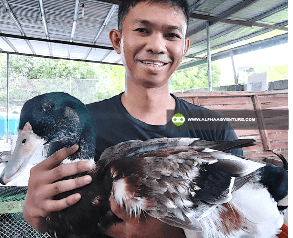 Hire a Duck Farm Consultant from Alpha Agventure Farms