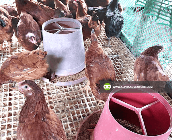 Online Chicken Farming Seminar by Alpha Agventure Farms