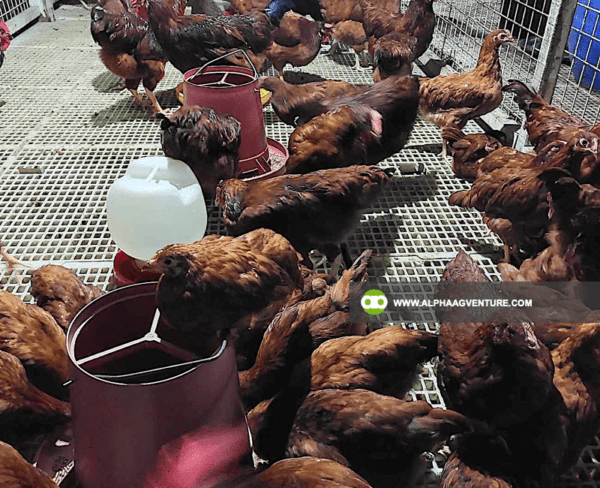 Online Chicken Farming Seminar by Alpha Agventure Farms