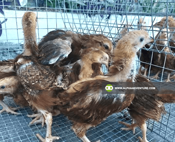 Online Chicken Farming Seminar by Alpha Agventure Farms