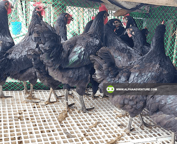 Online Chicken Farming Seminar by Alpha Agventure Farms