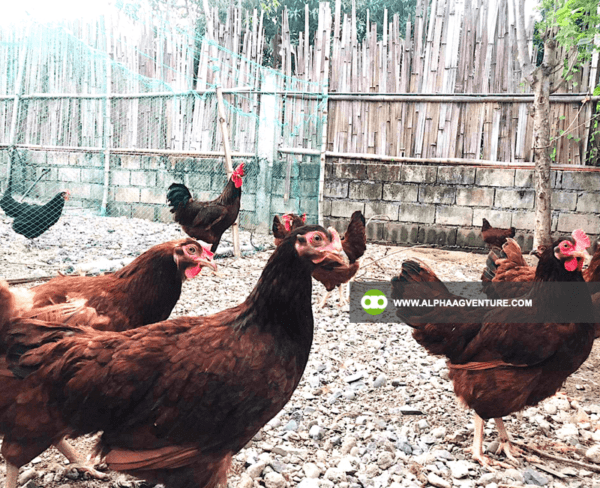 Online Chicken Farming Seminar by Alpha Agventure Farms