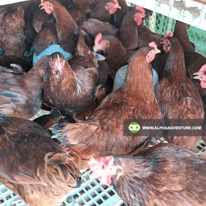 Online Chicken Farming Seminar by Alpha Agventure Farms