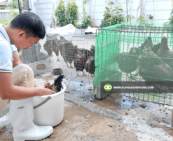 Online Chicken Farming Seminar by Alpha Agventure Farms