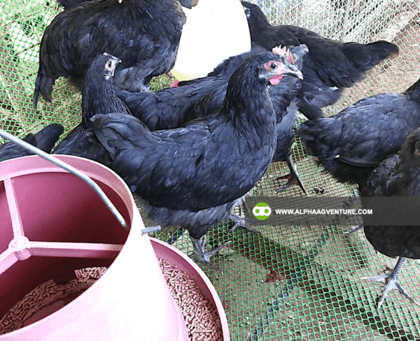 Online Chicken Farming Seminar by Alpha Agventure Farms