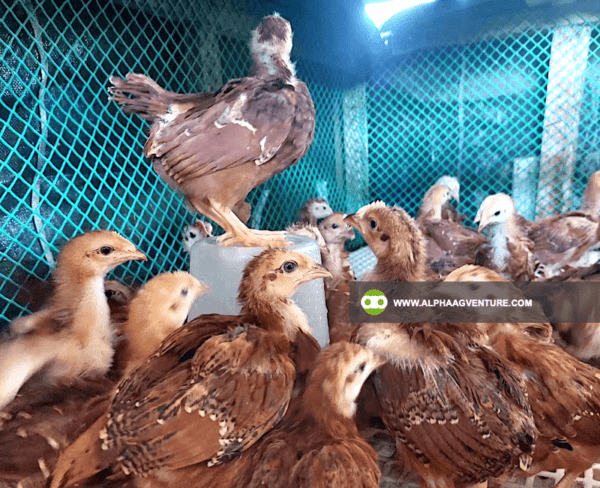 Online Chicken Farming Seminar by Alpha Agventure Farms