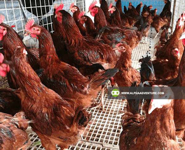 Online Chicken Farming Seminar by Alpha Agventure Farms