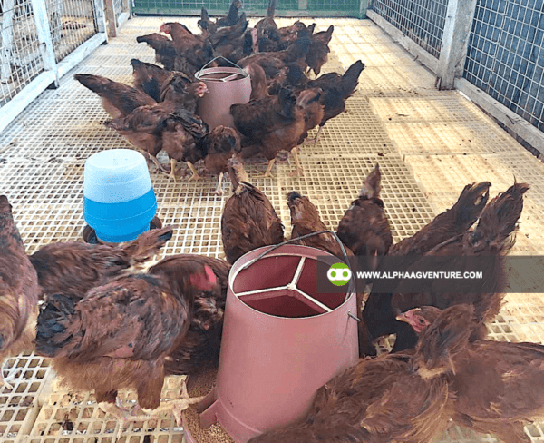 Online Chicken Farming Seminar by Alpha Agventure Farms