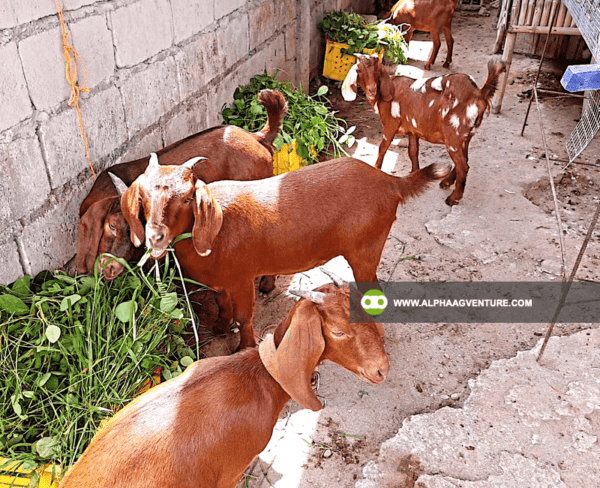 Online Goat Farming Seminar by Alpha Agventure Farms