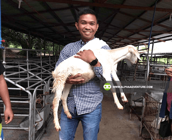 Online Goat Farming Seminar by Alpha Agventure Farms