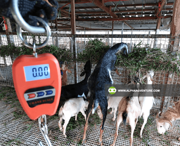 Online Goat Farming Seminar by Alpha Agventure Farms