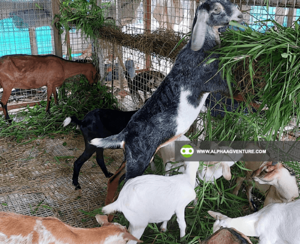 Online Goat Farming Seminar by Alpha Agventure Farms