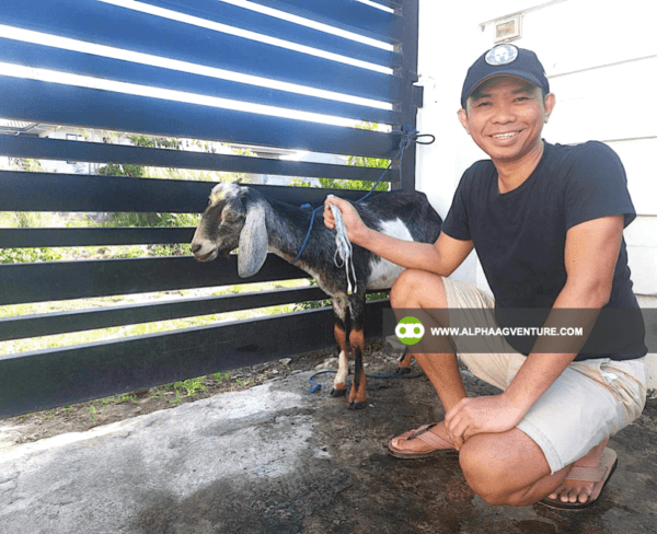 Online Goat Farming Seminar by Alpha Agventure Farms