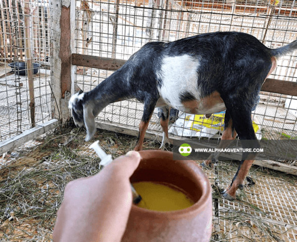 Online Goat Farming Seminar by Alpha Agventure Farms