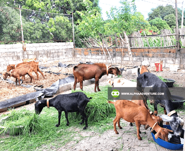 Online Goat Farming Seminar by Alpha Agventure Farms