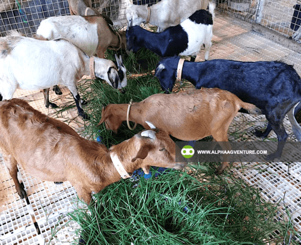 Online Goat Farming Seminar by Alpha Agventure Farms