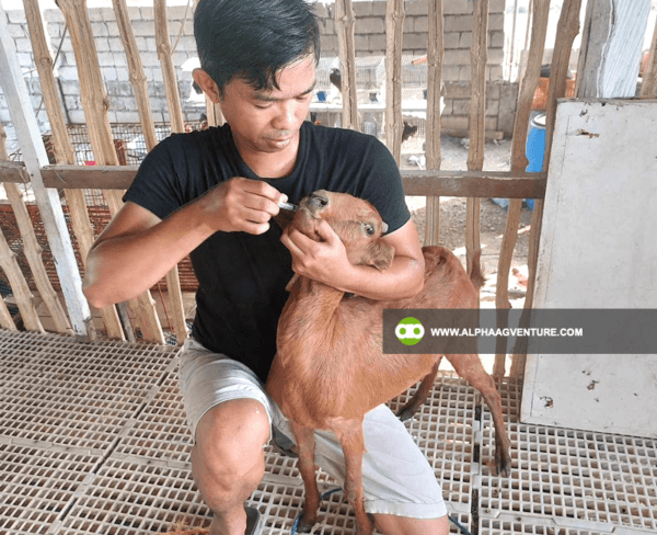 Online Goat Farming Seminar by Alpha Agventure Farms