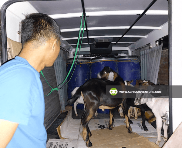 Online Goat Farming Seminar by Alpha Agventure Farms