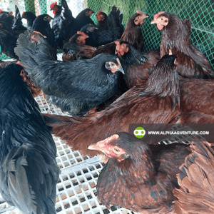 Apply as a Poultry Subfarm of Alpha Agventure Farms