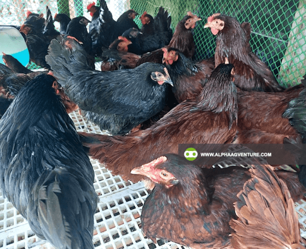 Apply as a Poultry Subfarm of Alpha Agventure Farms